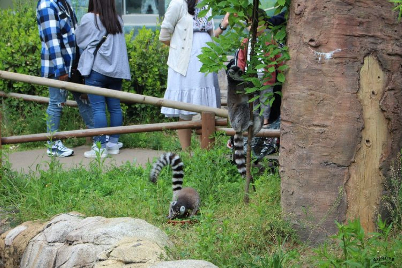 Seoul Land Theme Park – photo 8