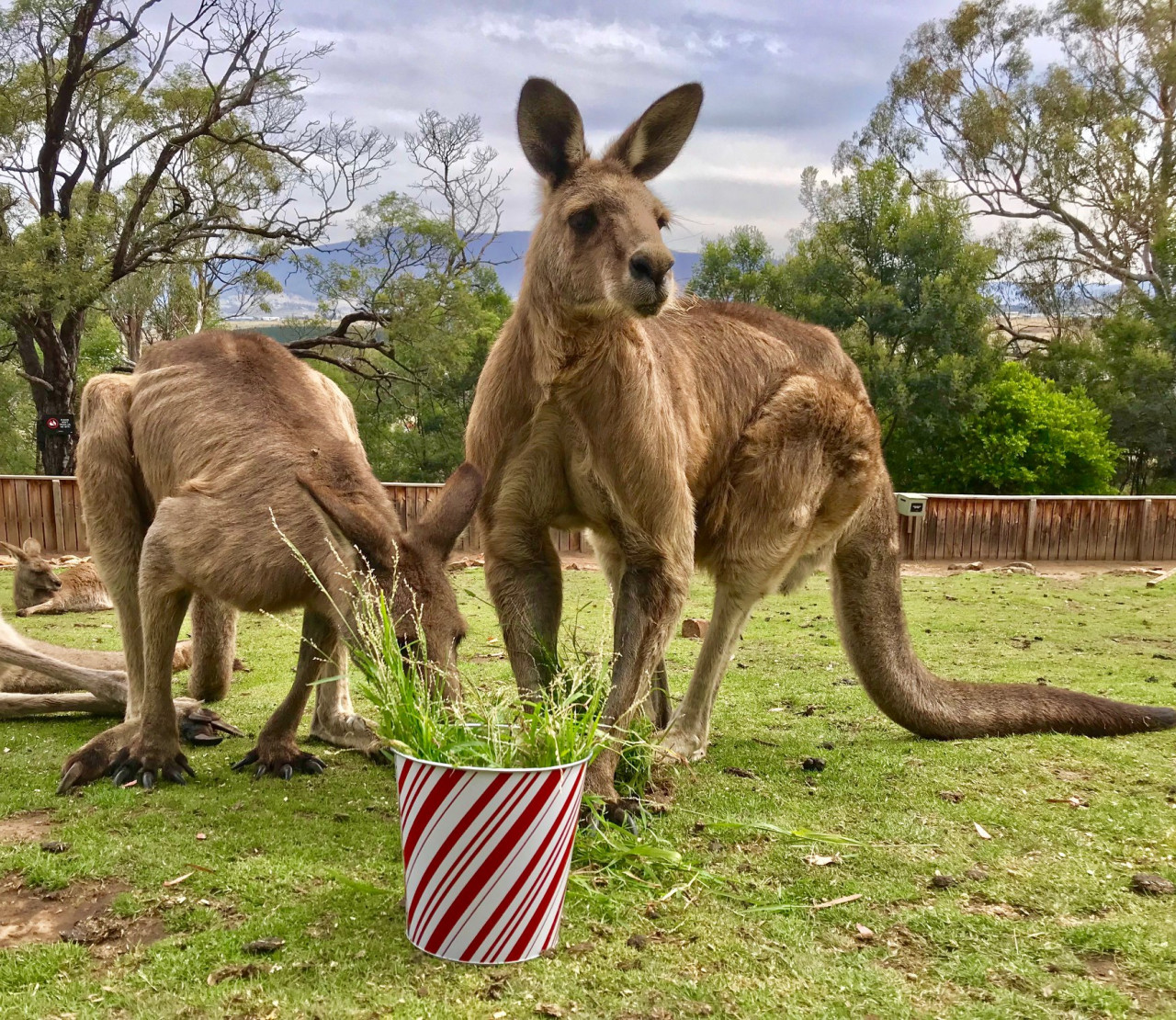 Bonorong Wildlife Sanctuary and Hobart City Tour – photo 3