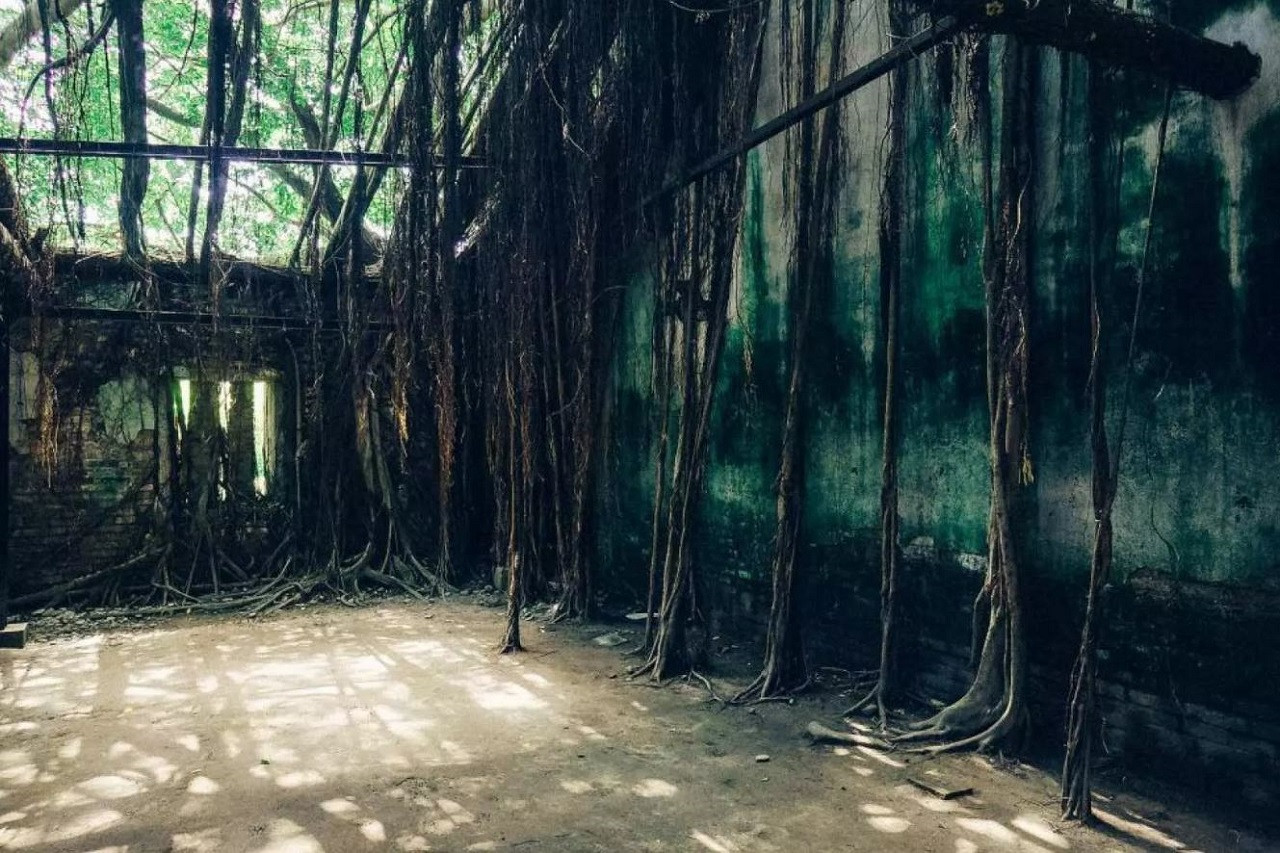 Tainan Anping Tree House Tour – photo 8