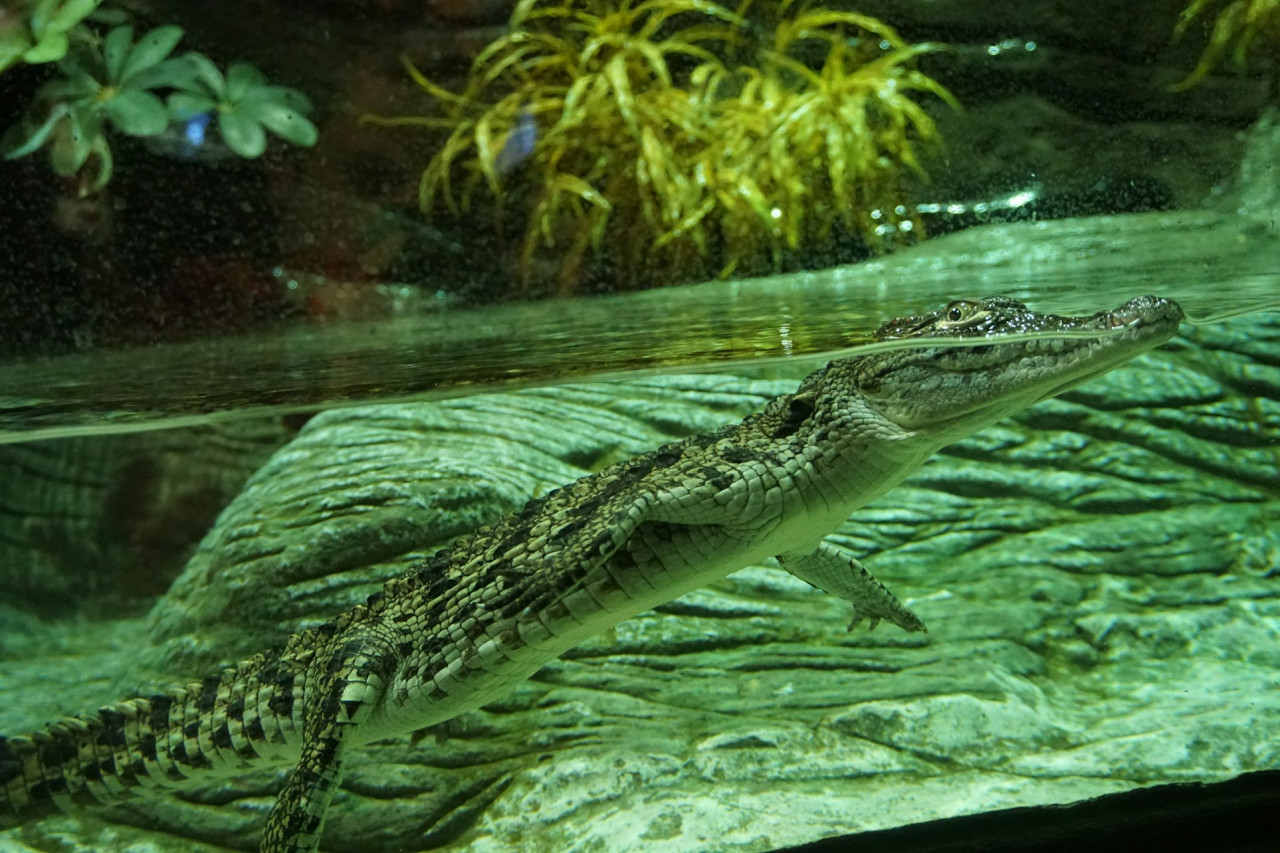 Seville Aquarium Ticket – photo 8