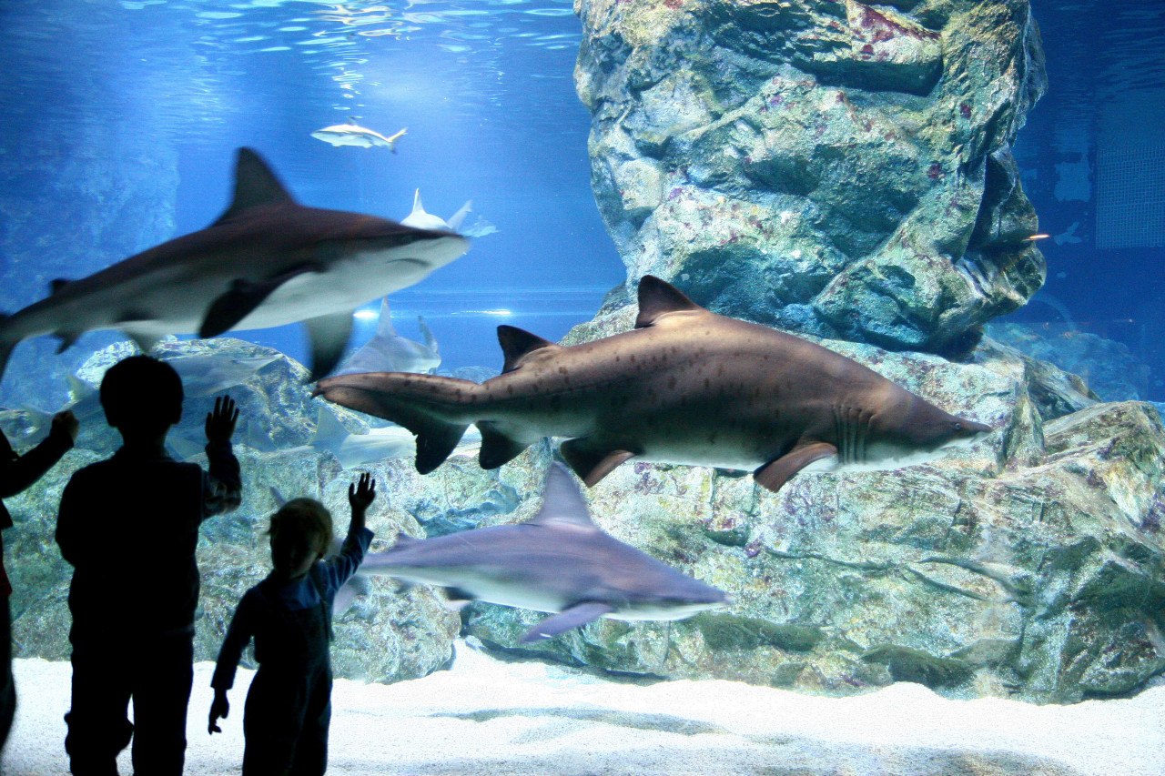 SEA LIFE COEX, Seoul Aquarium Ticket – photo 5