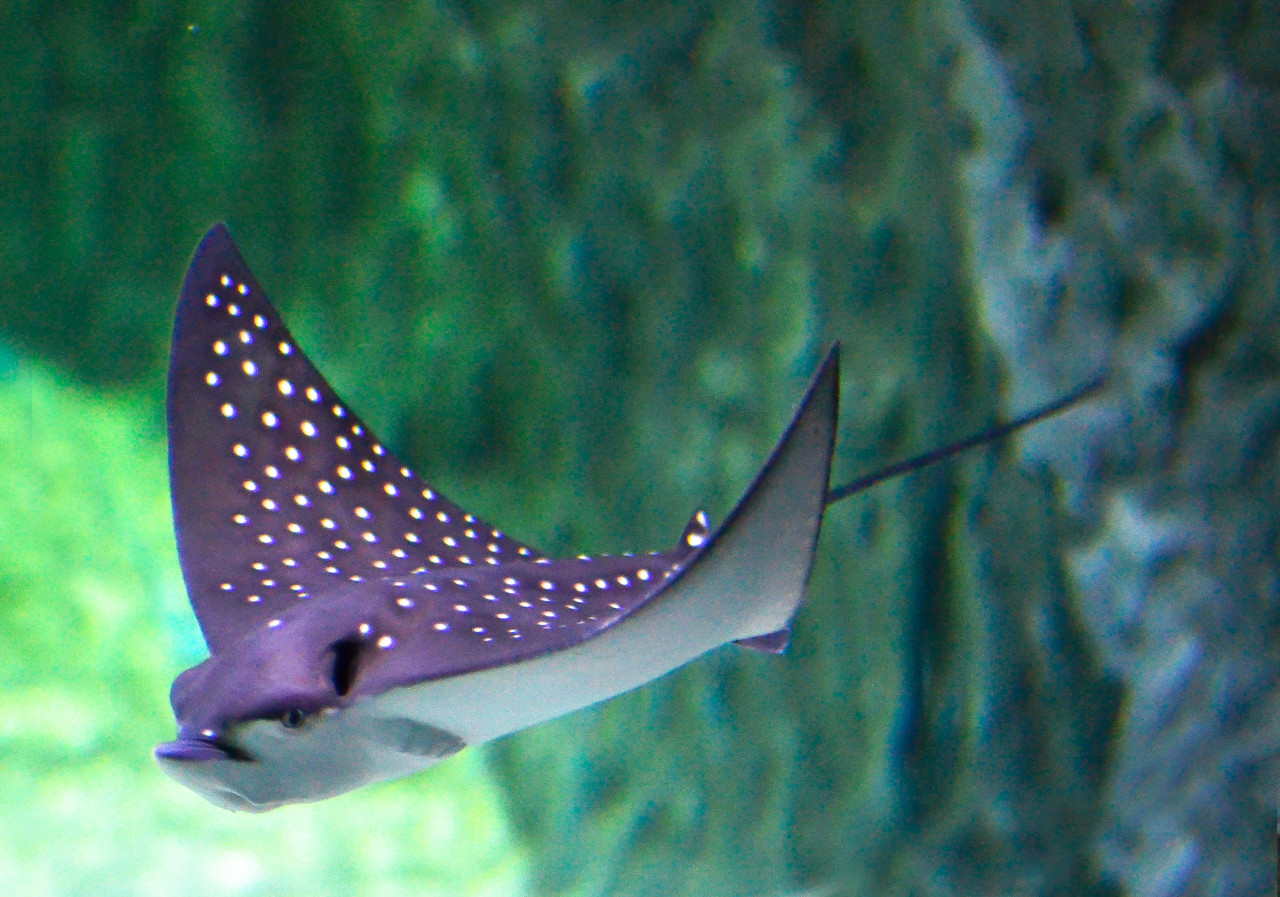 Chiang Mai Zoo Aquarium – photo 4