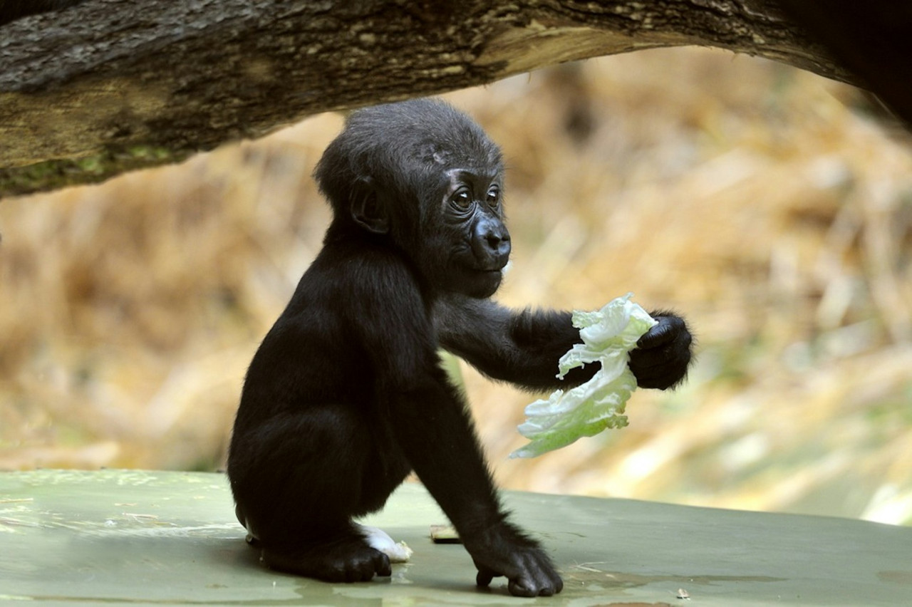 Cologne Zoo & Aquarium Ticket – photo 9