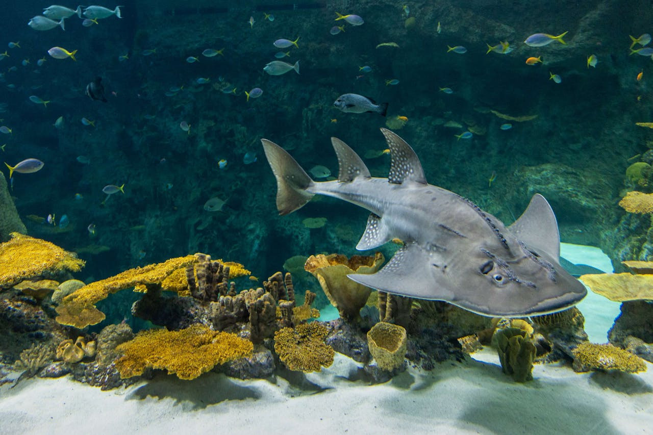 Seattle Aquarium Ticket – photo 6