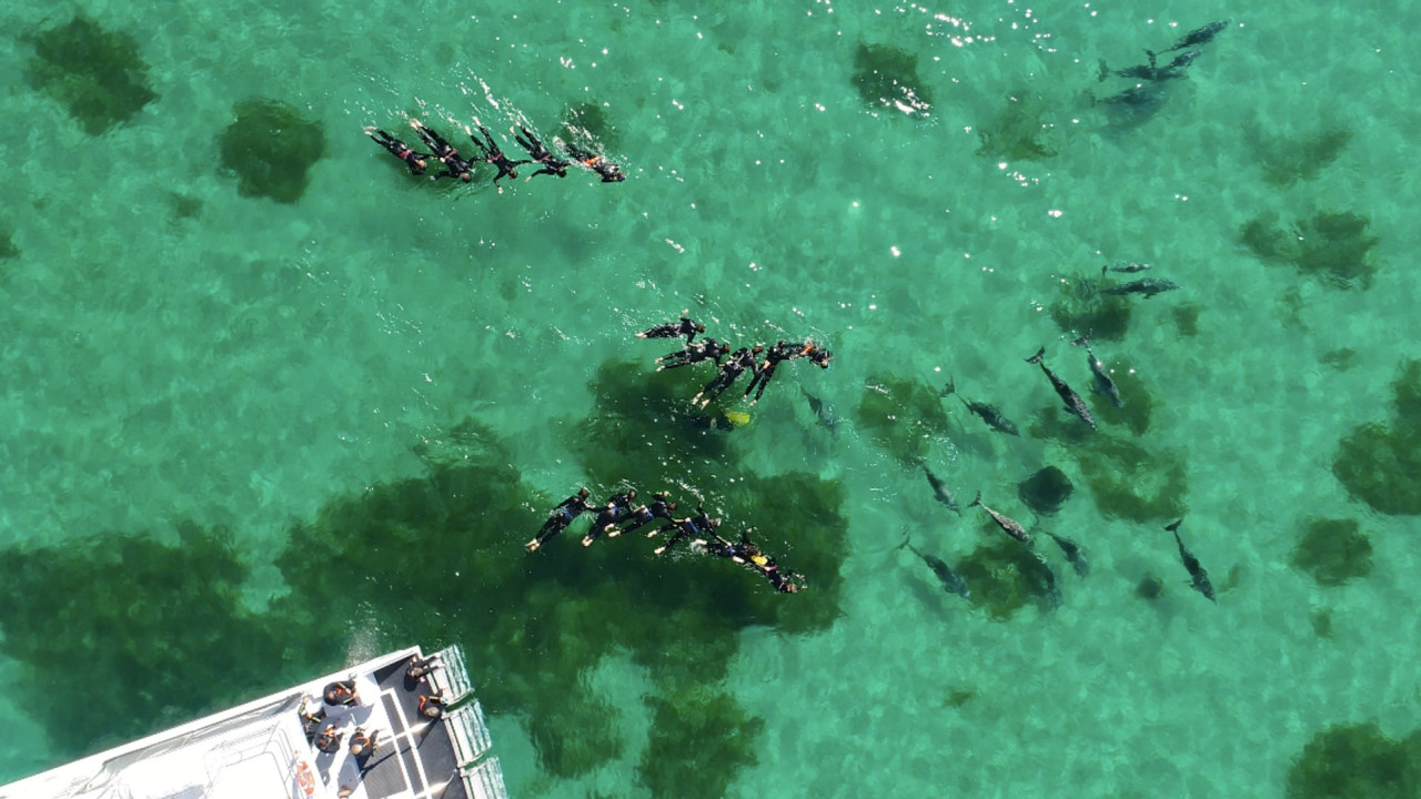 Swim with Wild Dolphins Experience at Rockingham – photo 4