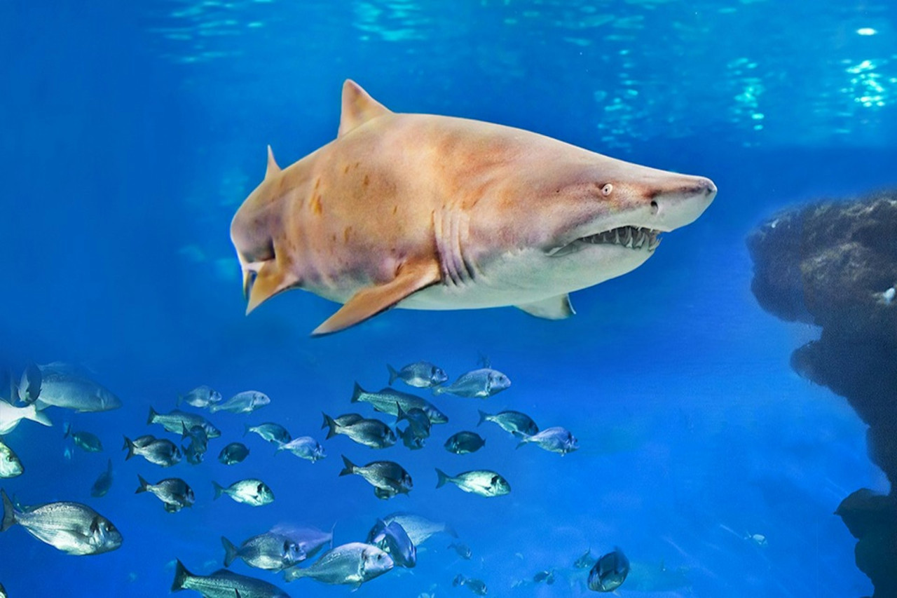 Palma Aquarium: Skip The Line Ticket + Optional 3D Cinema Aquadome – photo 5