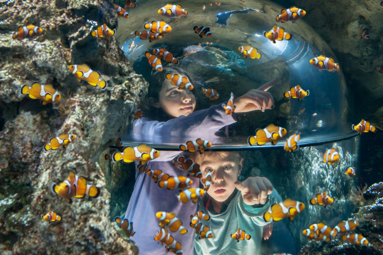 Gardaland SEA LIFE Aquarium Ticket – photo 5