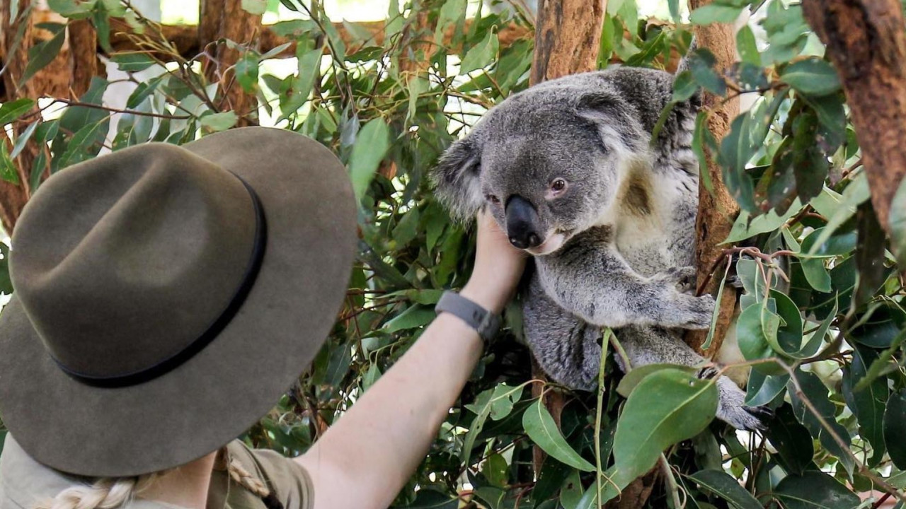 Lone Pine Koala Sanctuary Entry Ticket with Cruise – photo 3