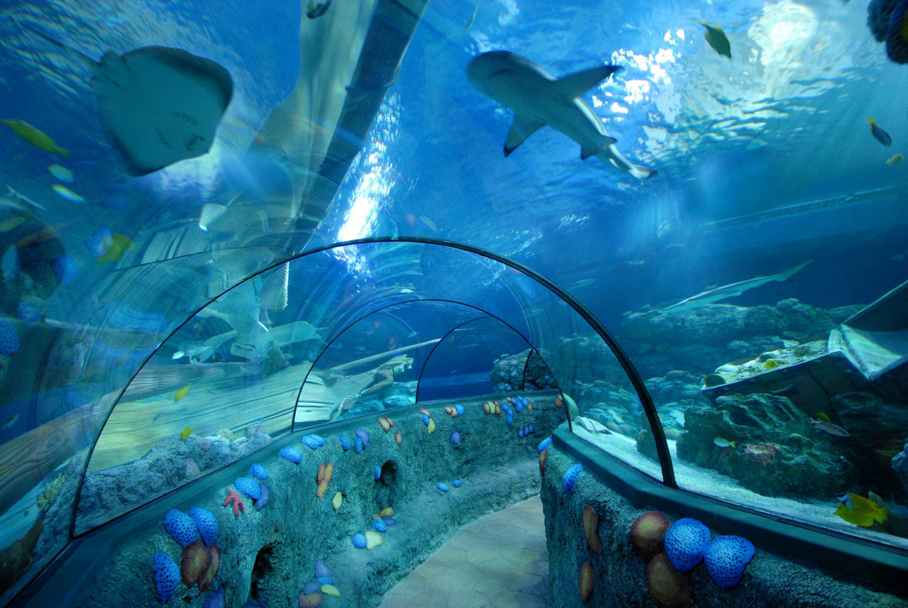 Gardaland SEA LIFE Aquarium Ticket – photo 6