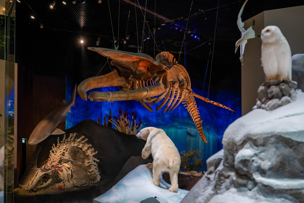 COMBO: Zayed National Museum + Natural History Museum + Louvre Abu Dhabi Tickets – photo 8