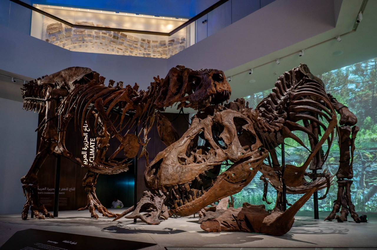 COMBO: Zayed National Museum + Natural History Museum Abu Dhabi Tickets – photo 7