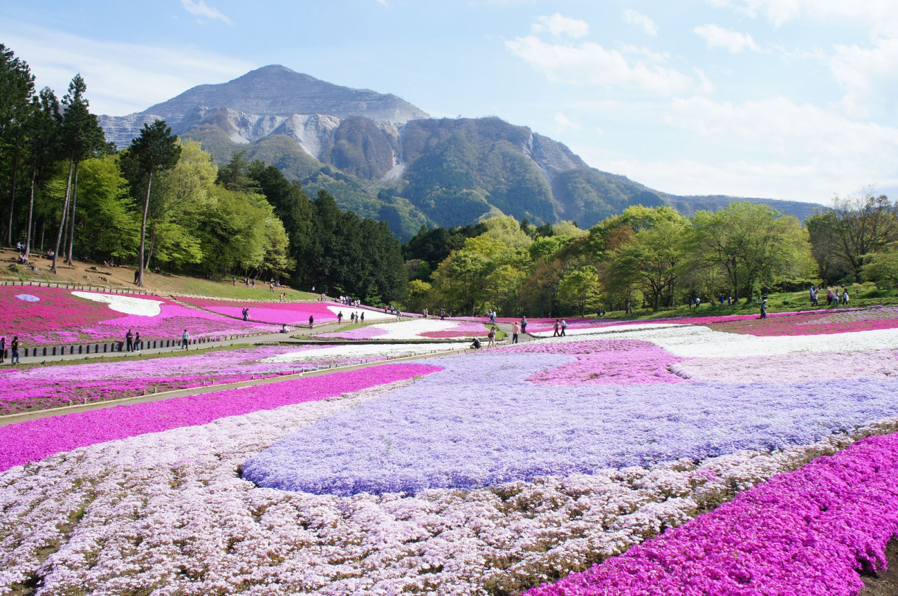 Seibu 1 Day Pass + Nagatoro – photo 4