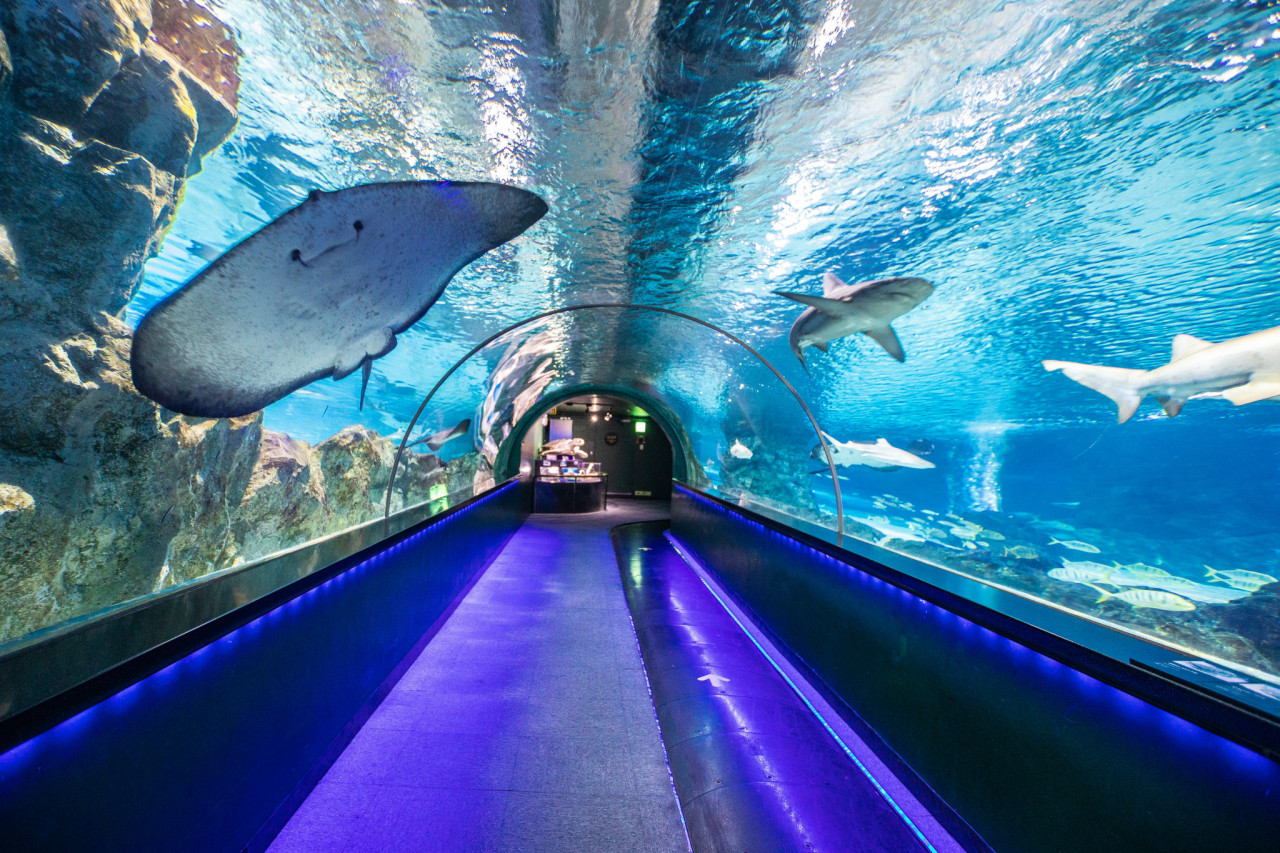 SEA LIFE COEX, Seoul Aquarium Ticket – photo 9