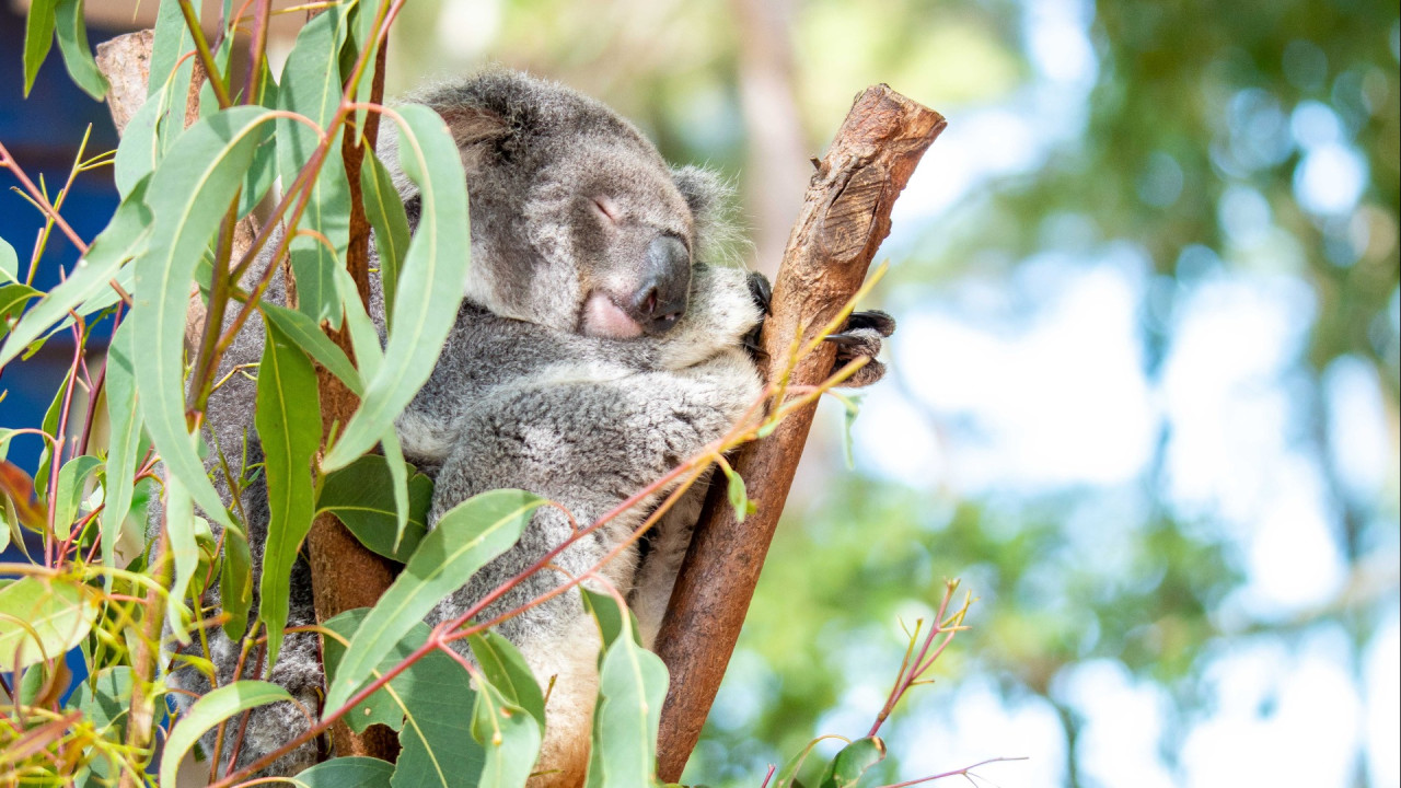 드림월드 골드코스트 티켓