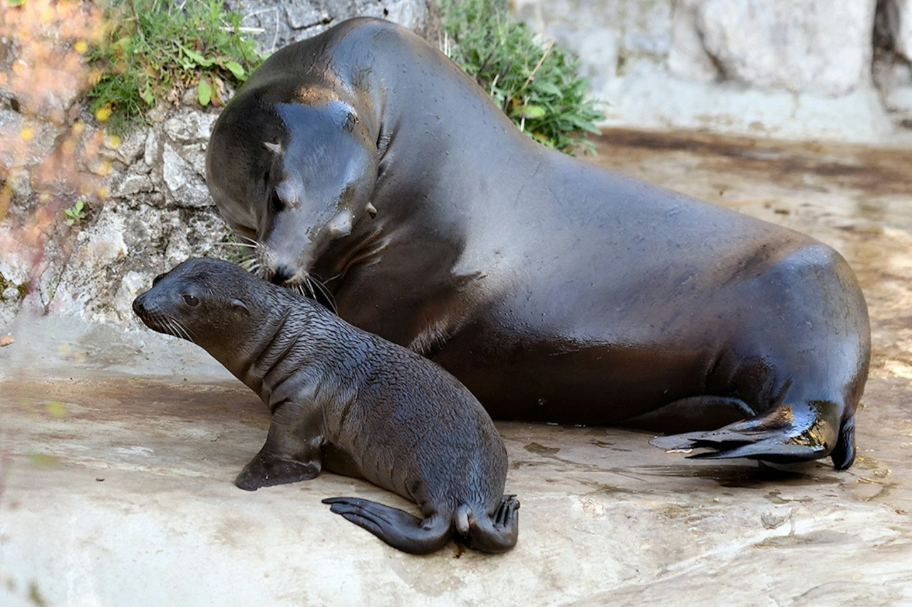 Cologne Zoo & Aquarium Ticket – photo 8