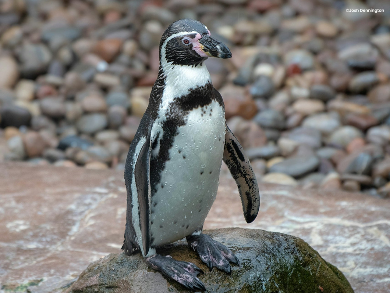 Colchester Zoo Ticket – photo 6