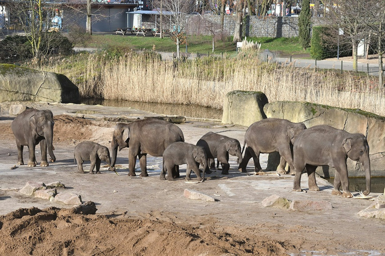 Cologne Zoo & Aquarium Ticket – photo 2