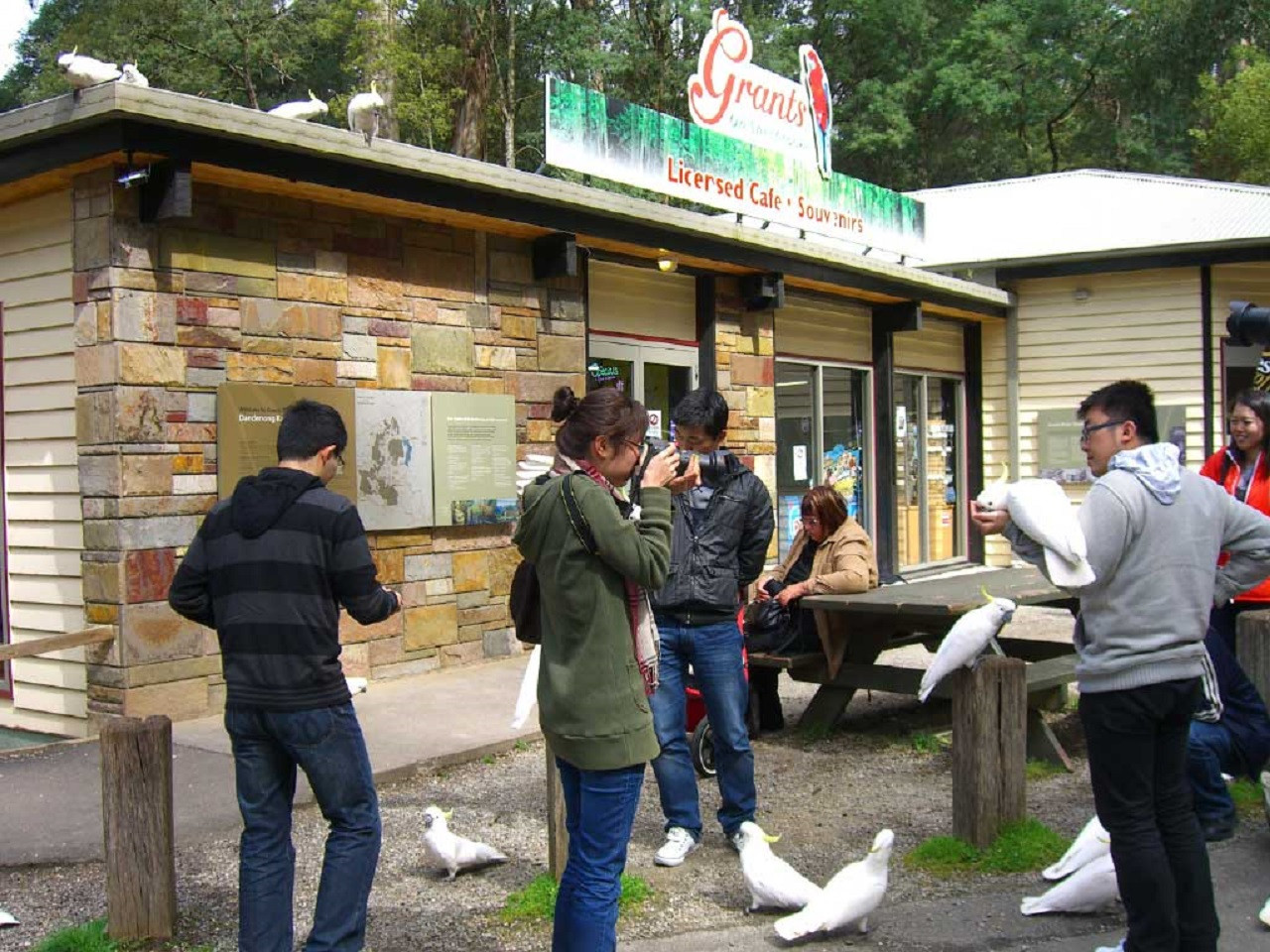 Puffing Billy and Healesville Sanctuary Tour – photo 9