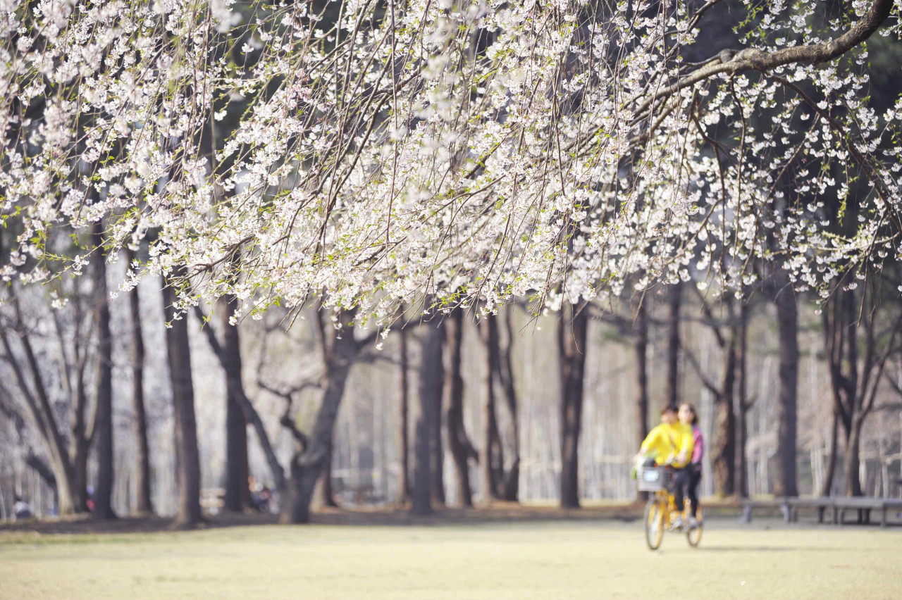 Nami Island Shuttle Bus Transfers from Seoul – photo 4