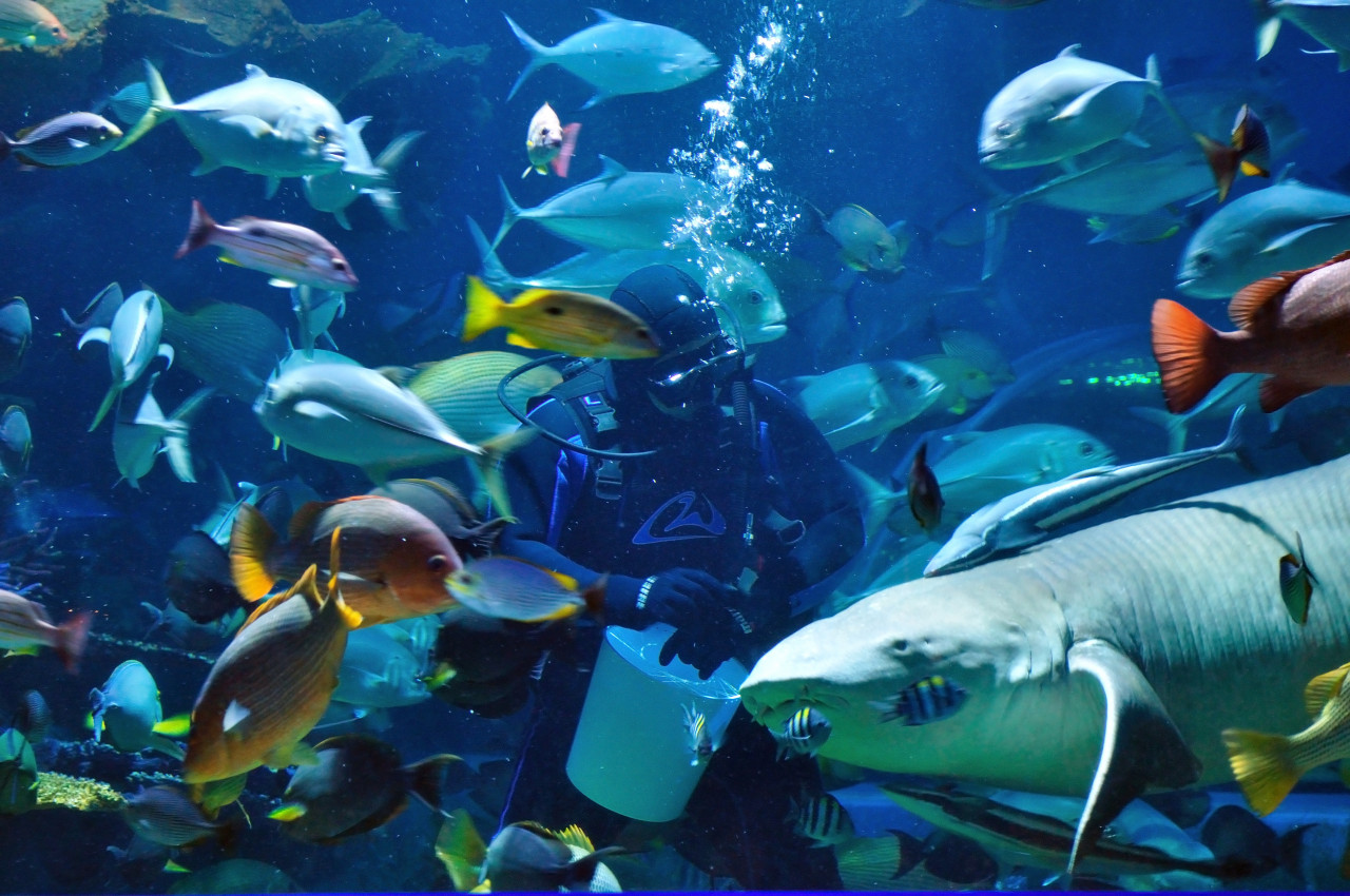 Chiang Mai Zoo Aquarium – photo 7