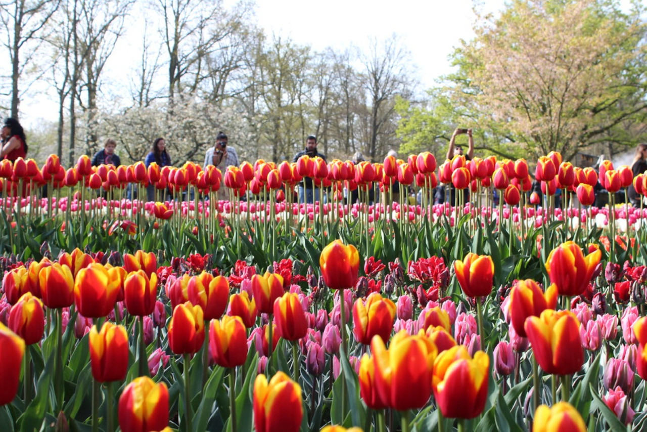 Keukenhof Gardens Ticket with Round Trip Bus Transfer from Amsterdam – photo 9