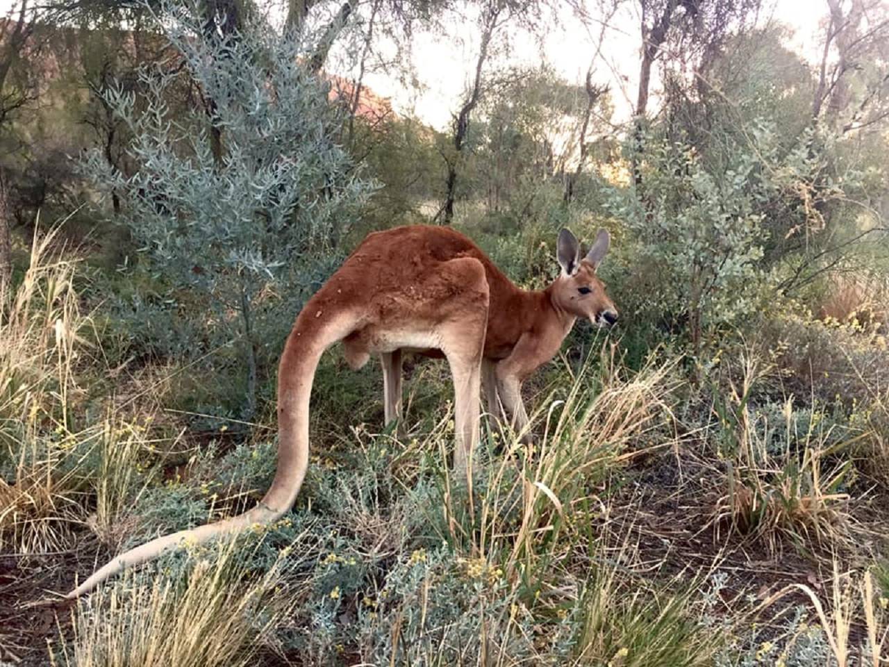 Alice Springs Desert Park – photo 3