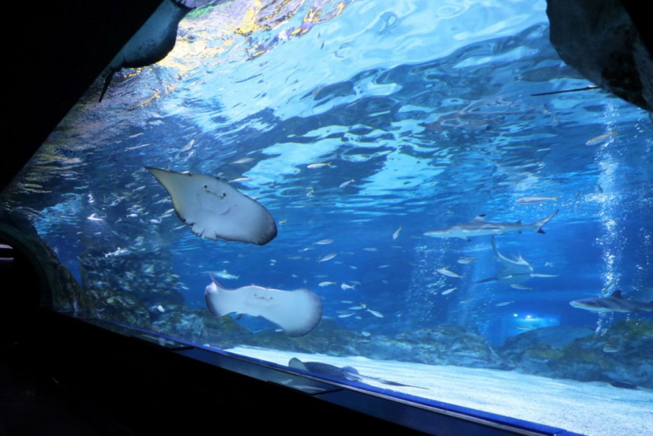 SEA LIFE COEX, Seoul Aquarium Ticket – photo 6