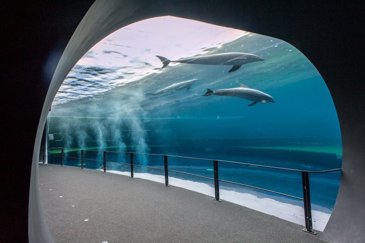 Aquarium of Genoa Ticket – photo 2