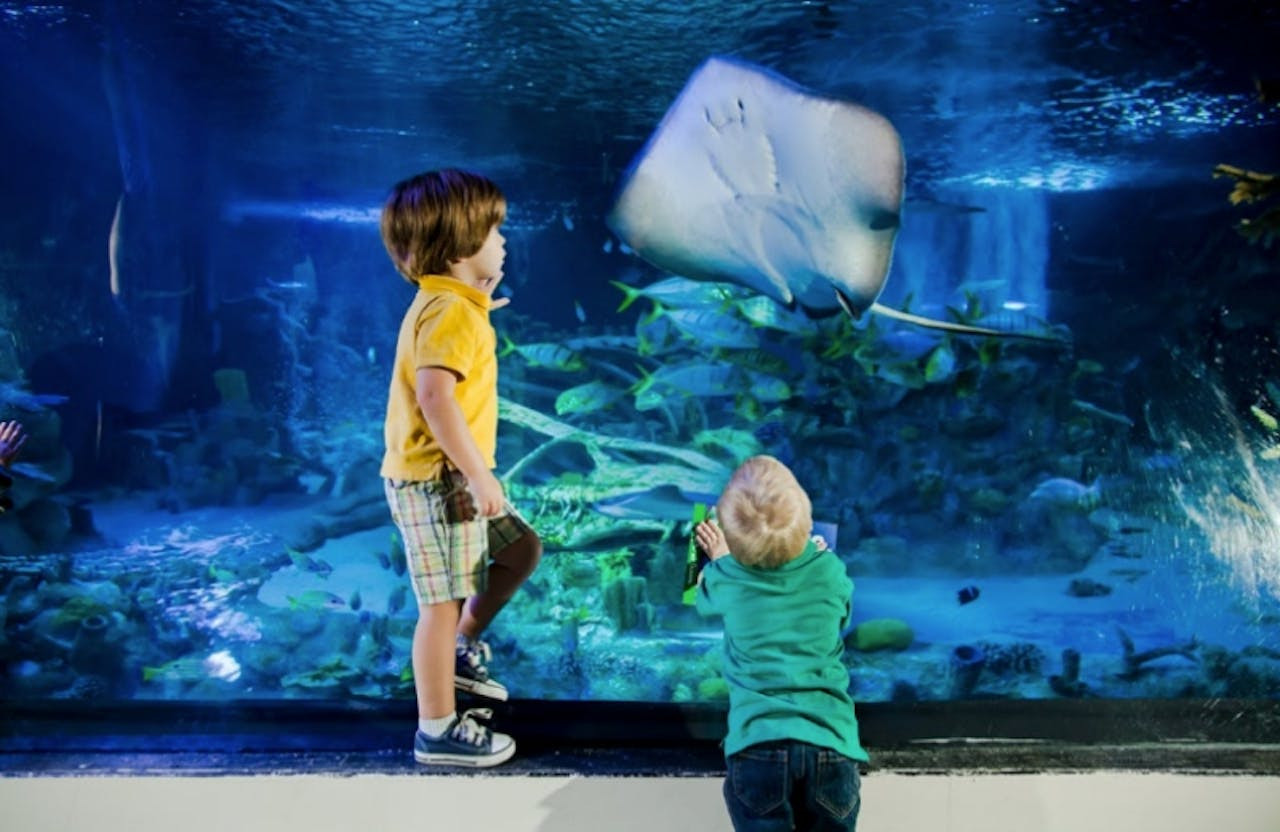 SEA LIFE New Jersey Aquarium Ticket – photo 4