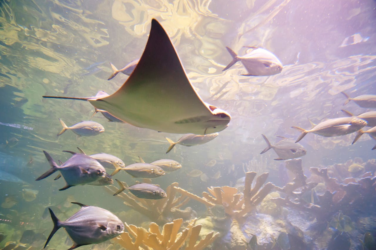 New England Aquarium Ticket – photo 9