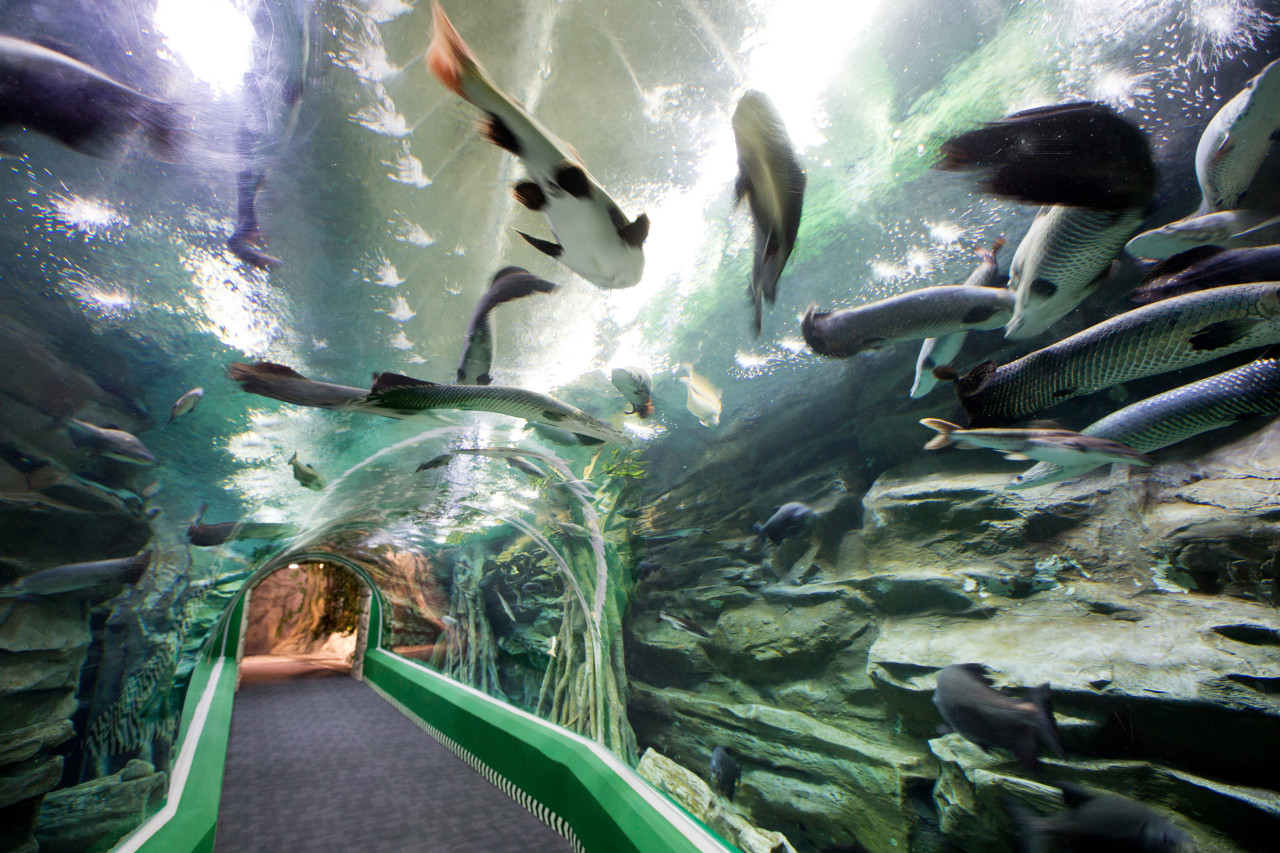 COMBO: Lotte World Adventure Seoul + Lotte World Aquarium + Seoul Sky Observatory Tickets – photo 6