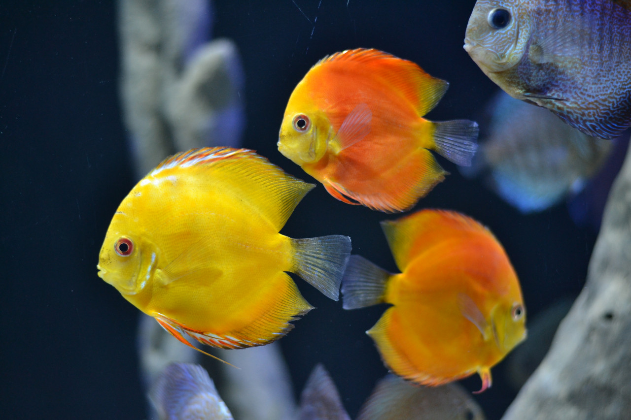 Chiang Mai Zoo Aquarium – photo 9