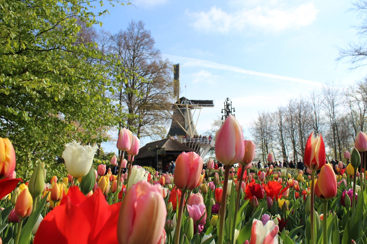 Keukenhof Gardens Ticket with Round Trip Bus Transfer from Amsterdam – photo 4