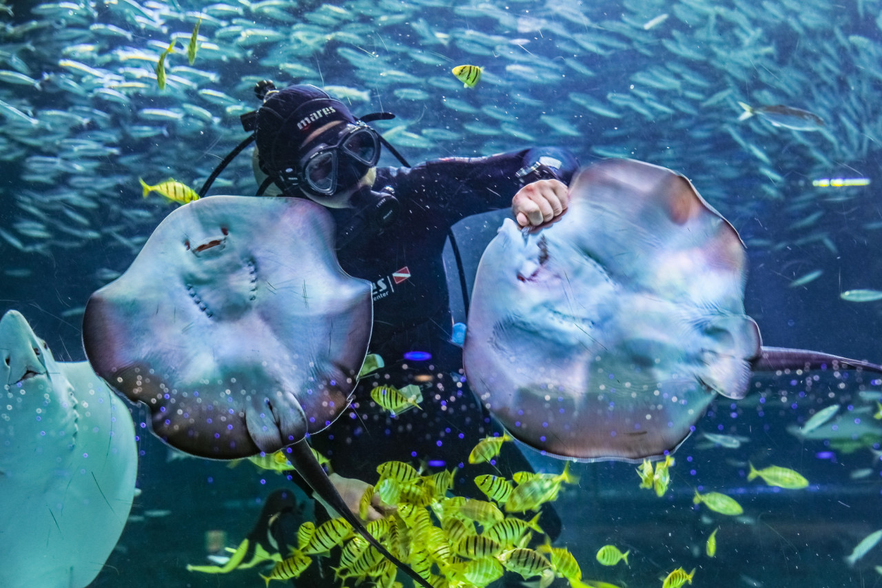 SEA LIFE COEX, Seoul Aquarium Ticket – photo 7