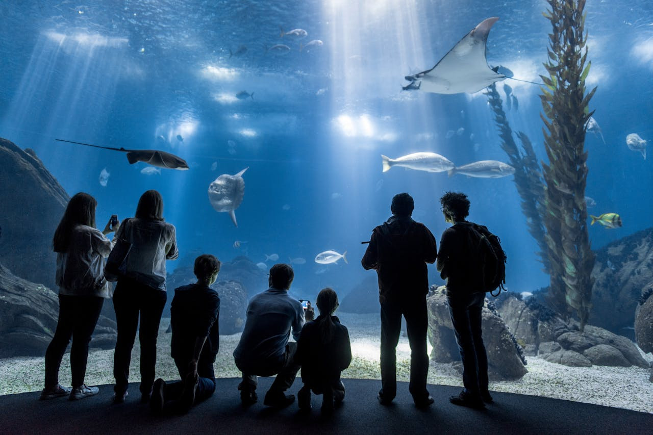 Oceanário de Lisboa Ticket – photo 5