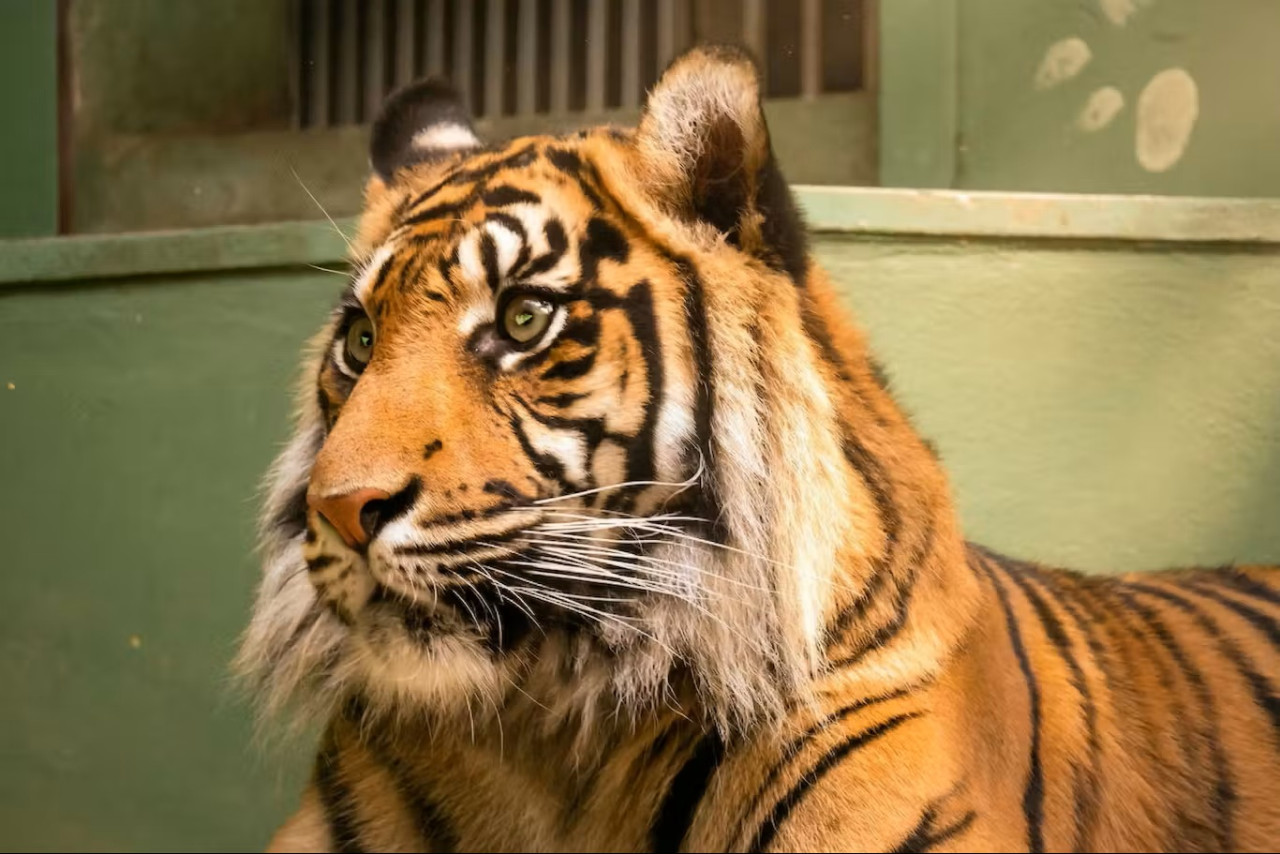 Prague Zoo Ticket + Audio Guide – photo 3