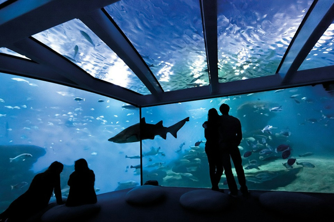 Palma Aquarium: Skip The Line Ticket + Optional 3D Cinema Aquadome – photo 7