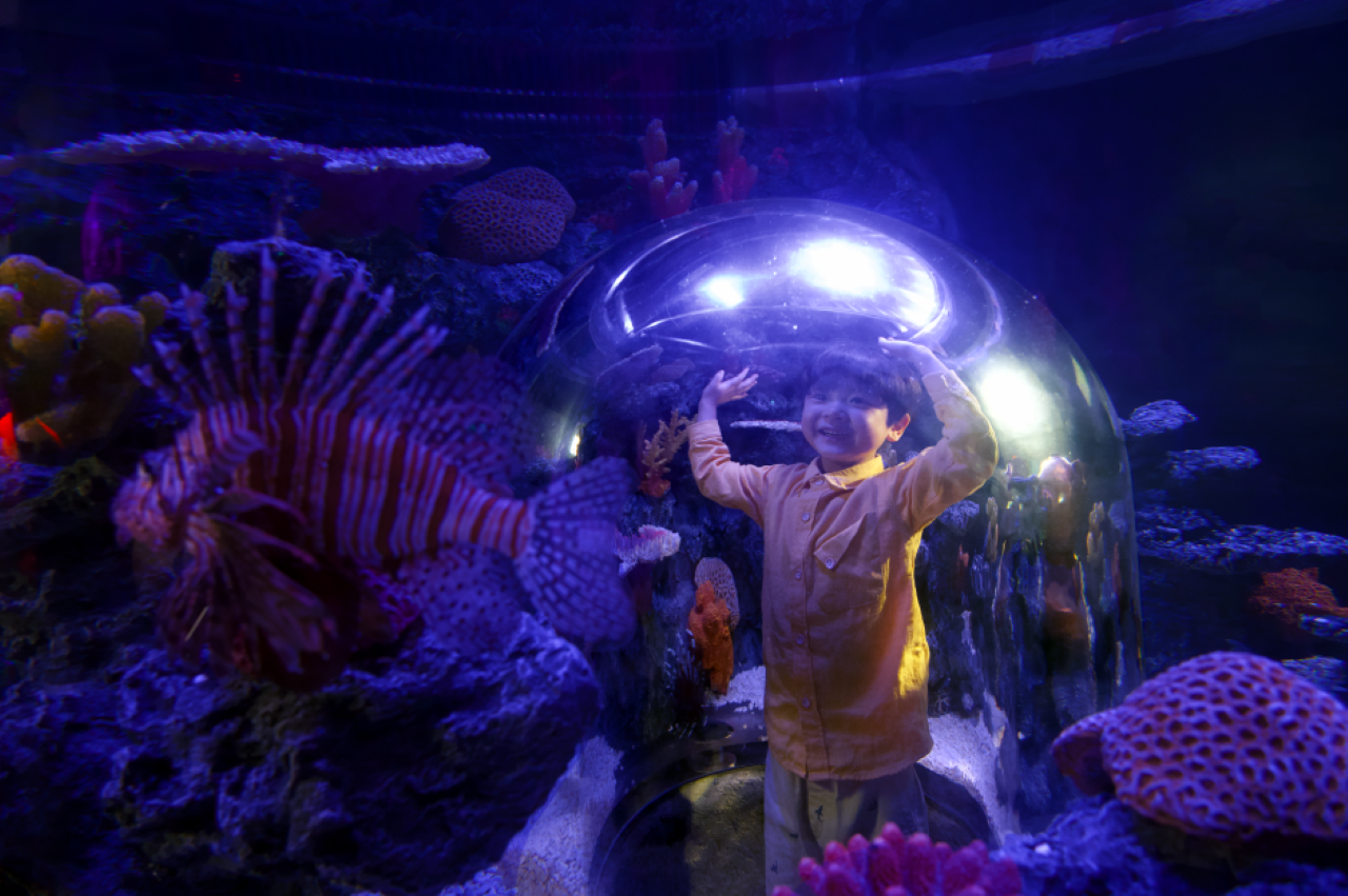 SEA LIFE COEX, Seoul Aquarium Ticket – photo 2
