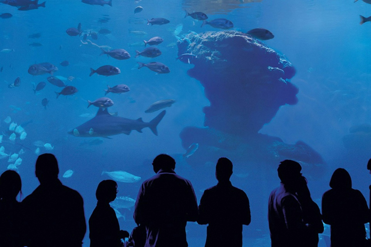 Palma Aquarium: Skip The Line Ticket + Optional 3D Cinema Aquadome – photo 6