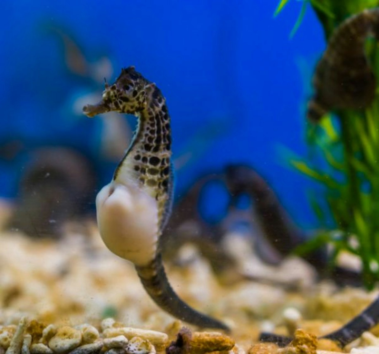 Seville Aquarium Ticket – photo 6