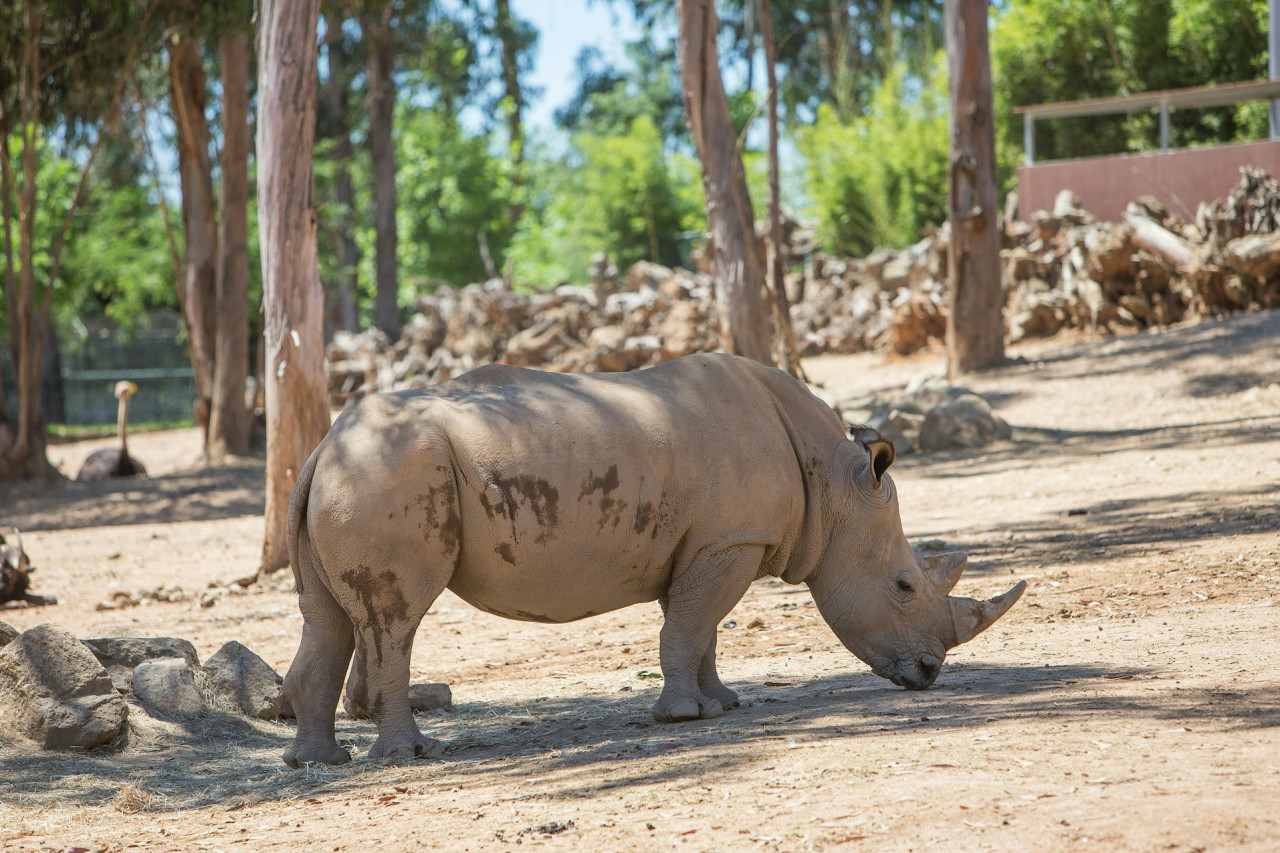 Zoo Santo Inácio Ticket – photo 2