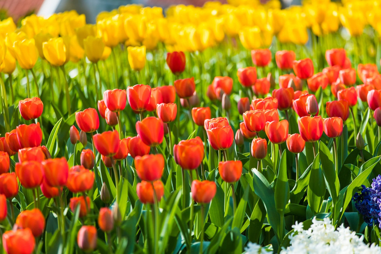 Keukenhof Gardens Ticket with Round Trip Bus Transfer from Amsterdam – photo 5