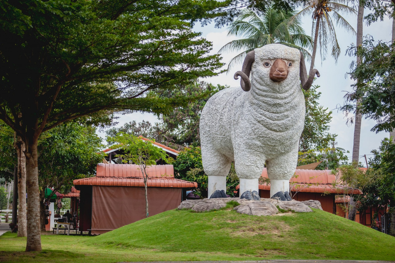 Pattaya Sheep Farm – photo 2