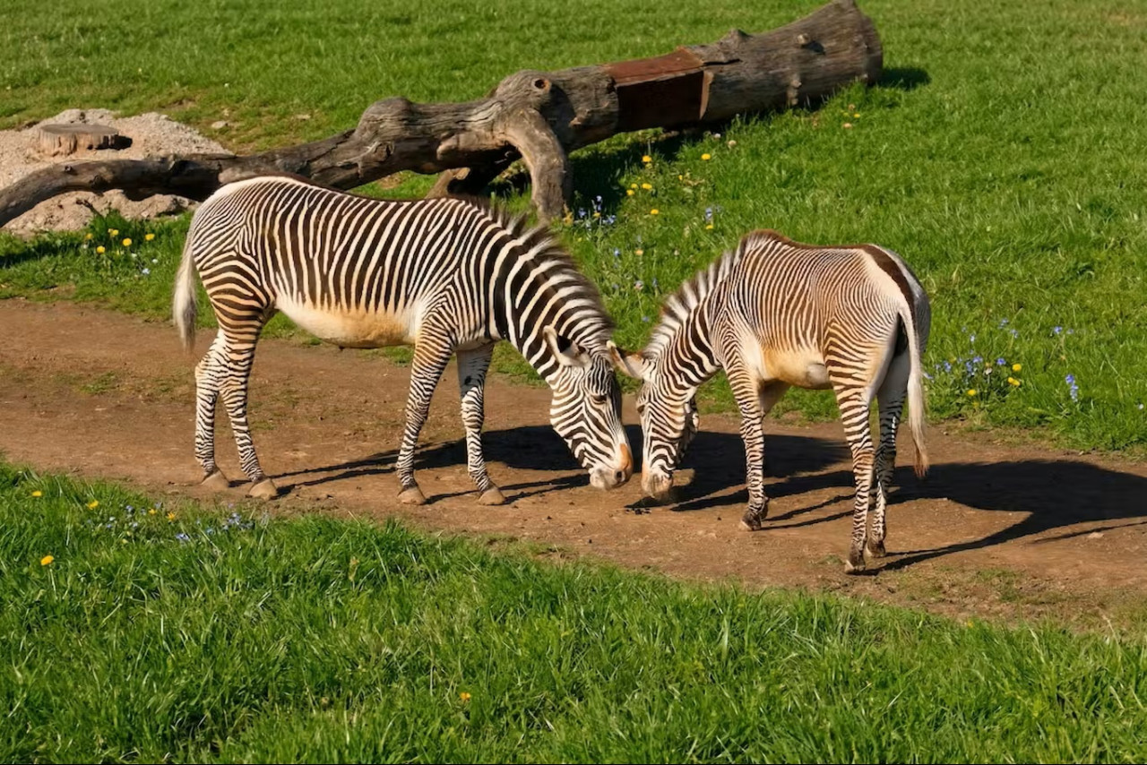 Prague Zoo Ticket + Audio Guide – photo 8