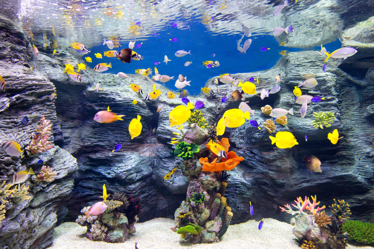 COMBO: Lotte World Adventure Seoul + Lotte World Aquarium + Seoul Sky Observatory Tickets – photo 4