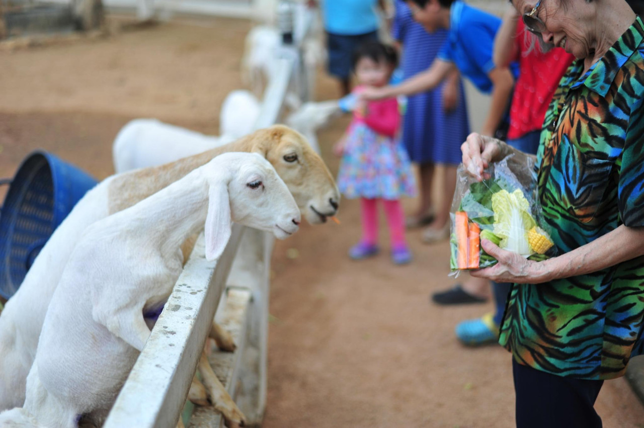 Pattaya Sheep Farm – photo 4