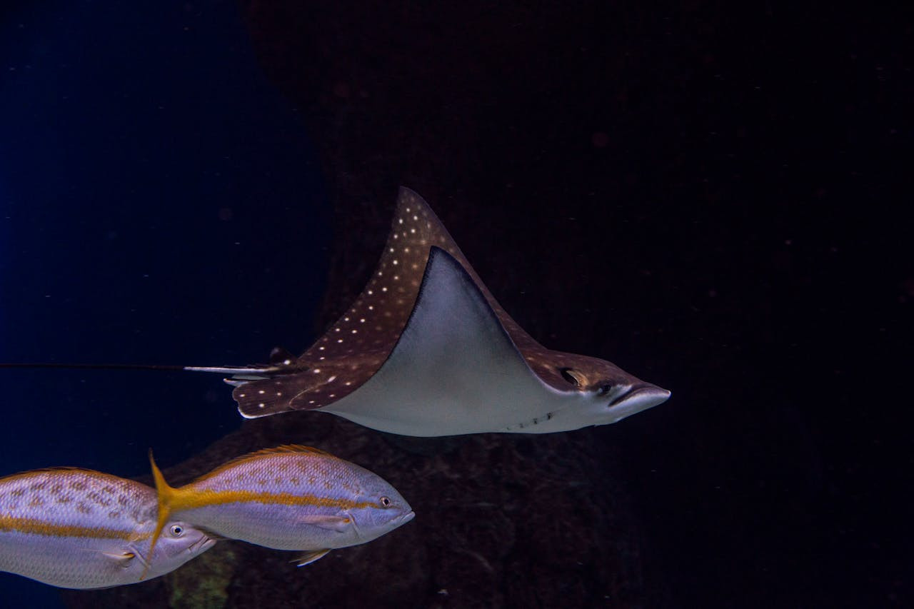 The Florida Aquarium Ticket – photo 8