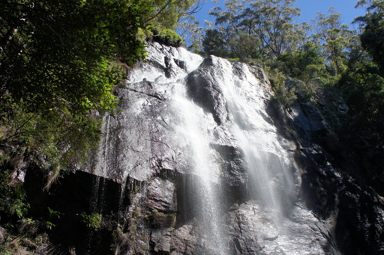 Springbrook National Park Night Tour – photo 8
