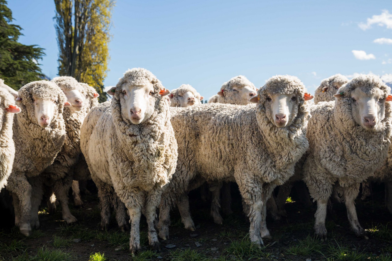 Mt. Nicholas Farm Experience with Lake Wakatipu Cruise – photo 4