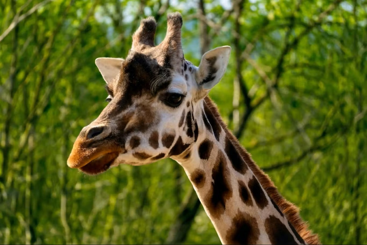 Prague Zoo Ticket + Audio Guide – photo 2